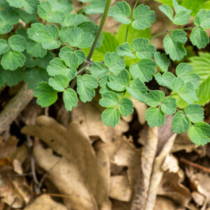 Photographie n°2576114 du taxon Thalictrum minus L. [1753]