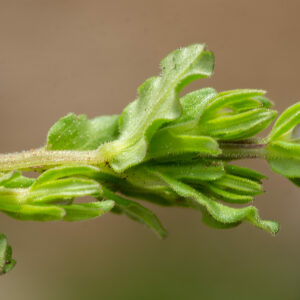 Photographie n°2576137 du taxon Legousia hybrida (L.) Delarbre [1800]