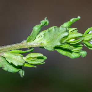 Photographie n°2576138 du taxon Legousia hybrida (L.) Delarbre [1800]