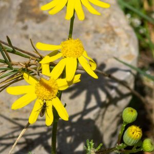 Photographie n°2576153 du taxon Senecio gallicus Vill. [1785]