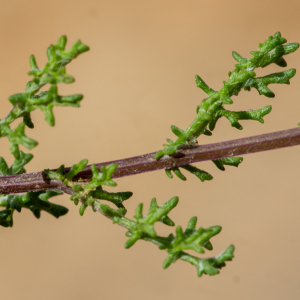 Photographie n°2576154 du taxon Senecio gallicus Vill. [1785]