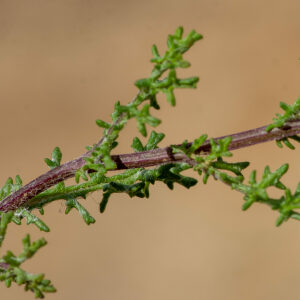 Photographie n°2576156 du taxon Senecio gallicus Vill. [1785]