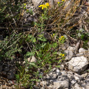 Photographie n°2576161 du taxon Senecio gallicus Vill. [1785]