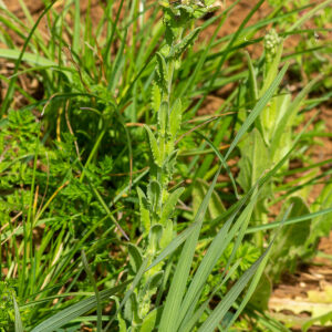 Photographie n°2576189 du taxon Lepidium campestre (L.) R.Br. [1812]