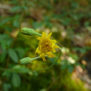 Photographie n°2576259 du taxon Hieracium virgultorum Jord. [1848]