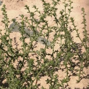 Photographie n°2576267 du taxon Salsola kali L.