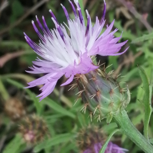 Photographie n°2576291 du taxon Centaurea aspera subsp. aspera 