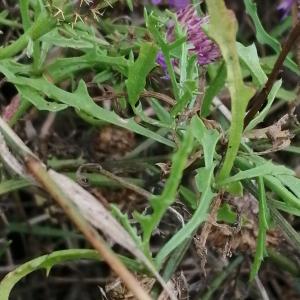  - Centaurea aspera subsp. aspera 