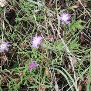  - Centaurea aspera subsp. aspera 