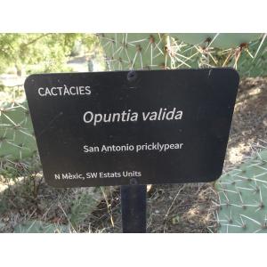 O_0271-18 Opuntia valida.JPG