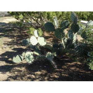 O_0270-18 Opuntia valida.JPG