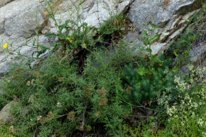 Jean-Claude Bouzat, le 28 juin 2023 (Llo)