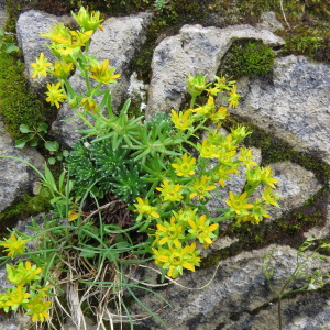 Photographie n°2576318 du taxon Saxifraga aizoides L.