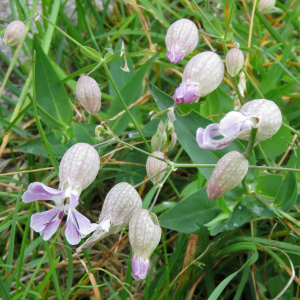 Photographie n°2576323 du taxon Silene vulgaris (Moench) Garcke