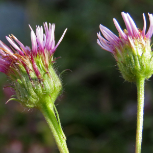 Photographie n°2576333 du taxon Erigeron alpinus L.