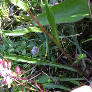 Photographie n°2576335 du taxon Erigeron alpinus L.