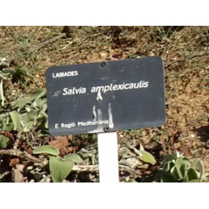Salvia amplexicaulis Lam. (Sauge)