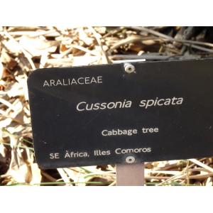 O_0286-21 Cussonia spicata.JPG