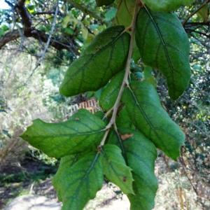 Photographie n°2576385 du taxon Quercus suber L. [1753]