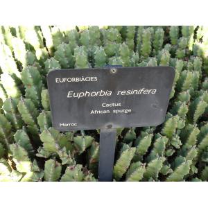 Euphorbia resinifera O.Berg