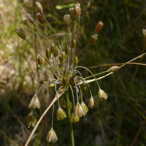 Photographie n°2576439 du taxon Allium oleraceum L. [1753]