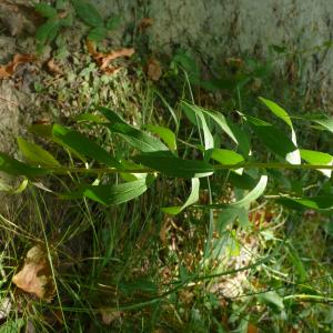 Photographie n°2576446 du taxon Hieracium umbellatum L. [1753]