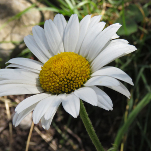 Photographie n°2576466 du taxon Leucanthemum adustum (W.D.J.Koch) Gremli