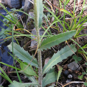 Photographie n°2576468 du taxon Leucanthemum adustum (W.D.J.Koch) Gremli