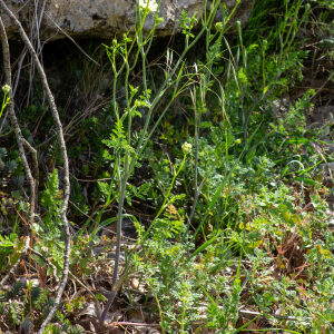 Photographie n°2576525 du taxon Orlaya grandiflora (L.) Hoffm. [1814]