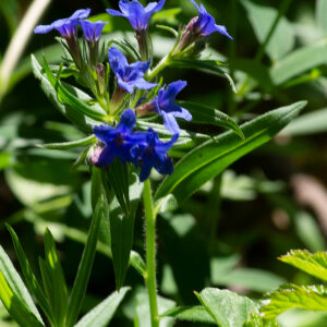 Photographie n°2576535 du taxon Buglossoides purpurocaerulea (L.) I.M.Johnst. [1954]
