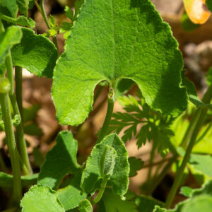 Photographie n°2576559 du taxon Aristolochia pistolochia L. [1753]