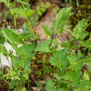 Photographie n°2576560 du taxon Aristolochia pistolochia L. [1753]