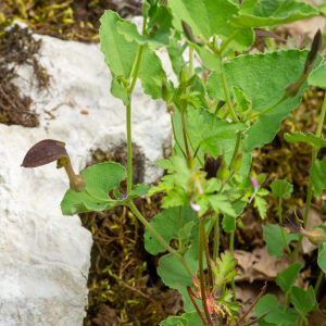 Photographie n°2576561 du taxon Aristolochia pistolochia L. [1753]