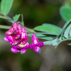 Photographie n°2576562 du taxon Lathyrus niger (L.) Bernh. [1800]