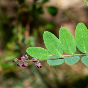 Photographie n°2576563 du taxon Lathyrus niger (L.) Bernh. [1800]