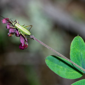 Photographie n°2576564 du taxon Lathyrus niger (L.) Bernh. [1800]