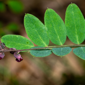 Photographie n°2576565 du taxon Lathyrus niger (L.) Bernh. [1800]