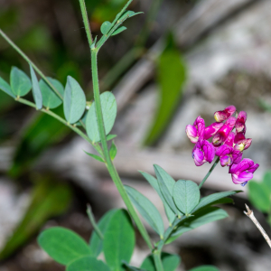 Photographie n°2576566 du taxon Lathyrus niger (L.) Bernh. [1800]