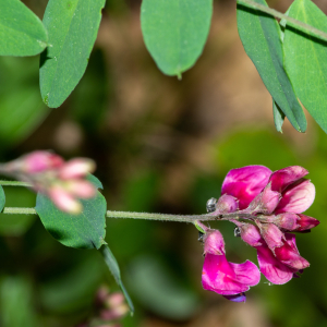 Photographie n°2576567 du taxon Lathyrus niger (L.) Bernh. [1800]