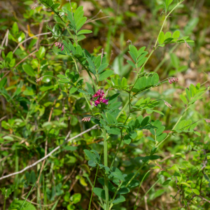 Photographie n°2576568 du taxon Lathyrus niger (L.) Bernh. [1800]