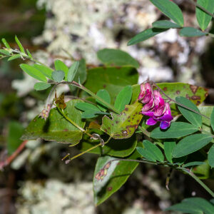 Photographie n°2576569 du taxon Lathyrus niger (L.) Bernh. [1800]