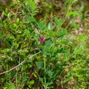 Photographie n°2576570 du taxon Lathyrus niger (L.) Bernh. [1800]