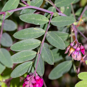 Photographie n°2576571 du taxon Lathyrus niger (L.) Bernh. [1800]