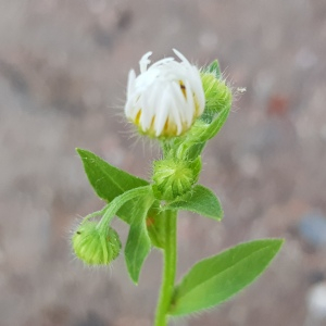 Photographie n°2576588 du taxon Erigeron annuus (L.) Desf.