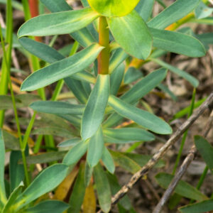 Photographie n°2576592 du taxon Euphorbia nicaeensis All. [1785]