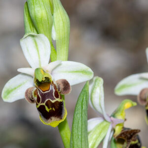 Photographie n°2576601 du taxon Ophrys scolopax subsp. scolopax