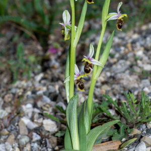 Photographie n°2576603 du taxon Ophrys scolopax subsp. scolopax