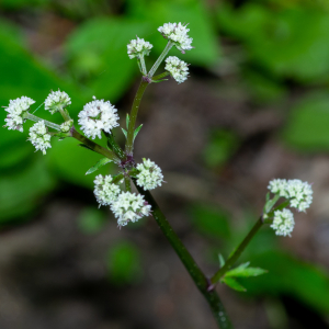 Photographie n°2576612 du taxon Sanicula europaea L. [1753]