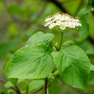 Photographie n°2576631 du taxon Viburnum lantana L. [1753]