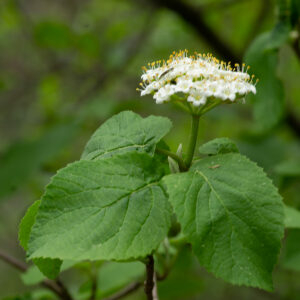 Photographie n°2576632 du taxon Viburnum lantana L. [1753]